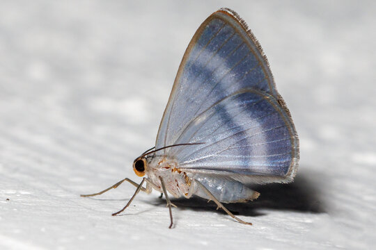 Genus Tasta moth resting on white surface