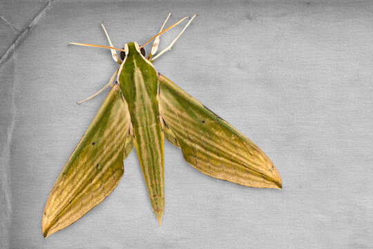 Striped Green Hawkmoth resting on grey fabric background
