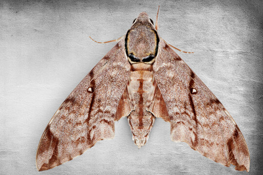Notonagemia analis hawkmoth sphinx moth brown insect animal