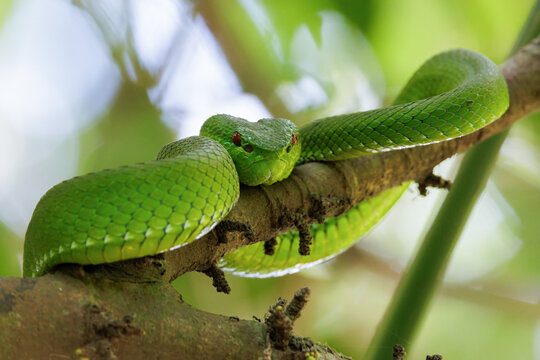 Lanna Green Pitviper standing on a tree branch in the Doi Inthanon rainforest, Thailand