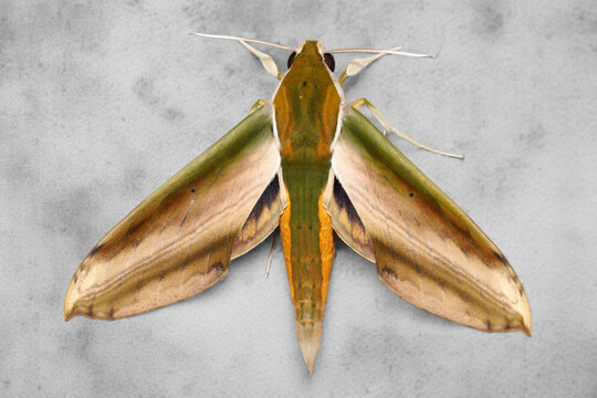 Yam Hawkmoth Theretra nessus with colorful wings on grey background