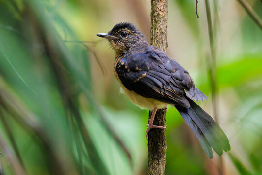 Juvenile white rumped shama perching on tree branch