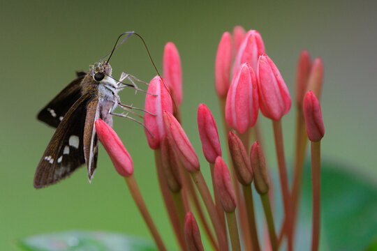 Skipper butterfly searching nectar among pink flower buds