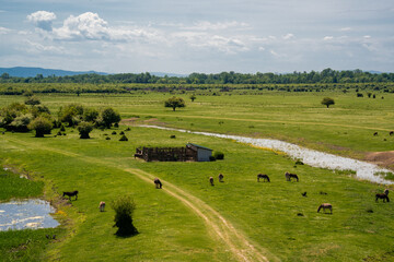 Obraz premium High angle view of donkeys grazing in a vast green meadow with a river and a dirt road. Scenic rural landscape of domestic animals in their natural habitat on a bright and sunny summer day.