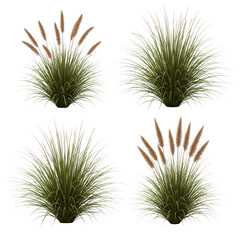 Obraz premium Four distinct clusters of green grass-like plants with thin leaves