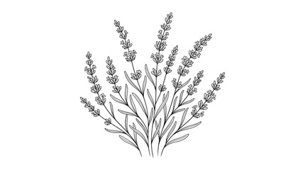 Fototapeta premium Detailed hand-drawn lavender herb bouquet, botanical line art illustration on an isolated white background.