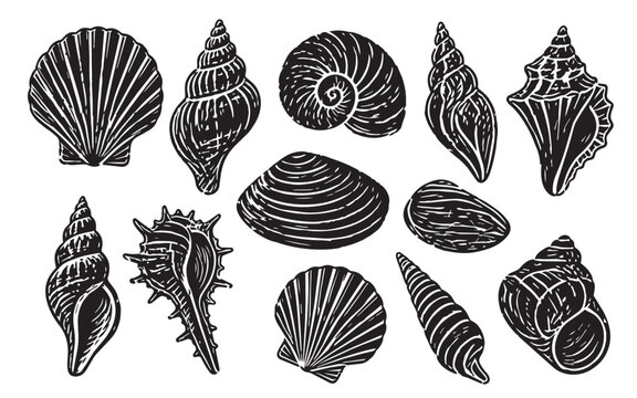 linocut Vector beach shell with illustration sea design and isolated nature ocean. Silhouette seashell water with icon vector stamp and lino graphic marine. Set black vector with monochrome