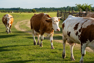 Naklejka premium A brown and white cow walking directly towards the camera on a grassy path. Dynamic rural scene of cattle grazing in the beautiful Serbian countryside on a bright and sunny summer day in Banat.