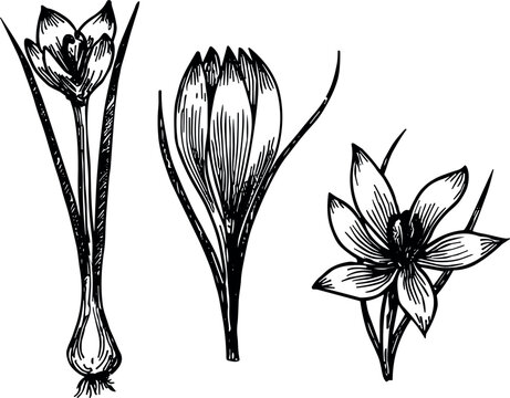A vector set of three detailed black line art saffron flower sketches featuring a botanical crocus with bulb and blooming petals isolated on a grey background.