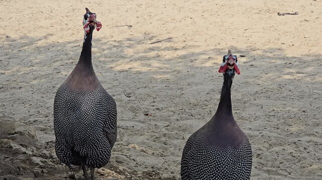 Helmeted guineafowl birds standing on sandy ground, pair of exotic poultry with spotted feathers, african guinea fowl in farm environment
