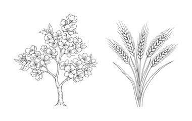 Obraz premium Delicate cherry blossom branch and wheat stalks