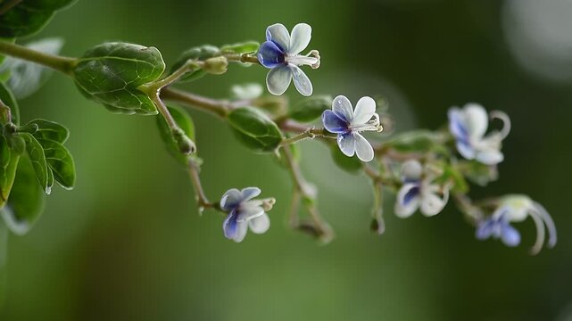 Rotheca serrata branch flowers and green leaves on natural background.