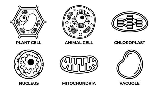 Cell Anatomy Line Art Diagram of Plant Animal and Organelles Structure
