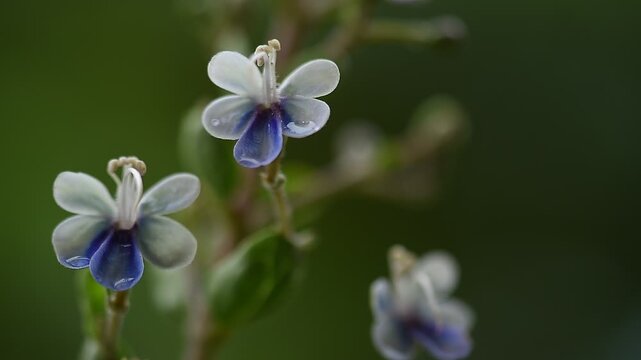 Rotheca serrata branch flowers and green leaves on natural background.