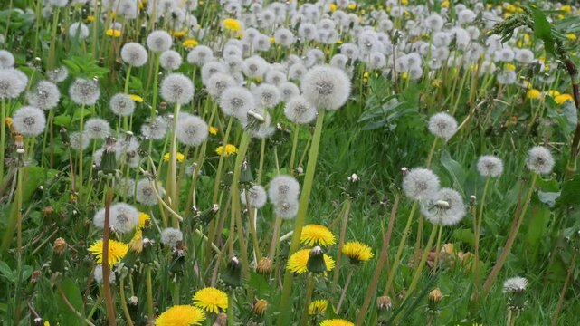 Dandelion dreams arise as gentle winds dance through a vibrant meadow in springtime's golden embrace