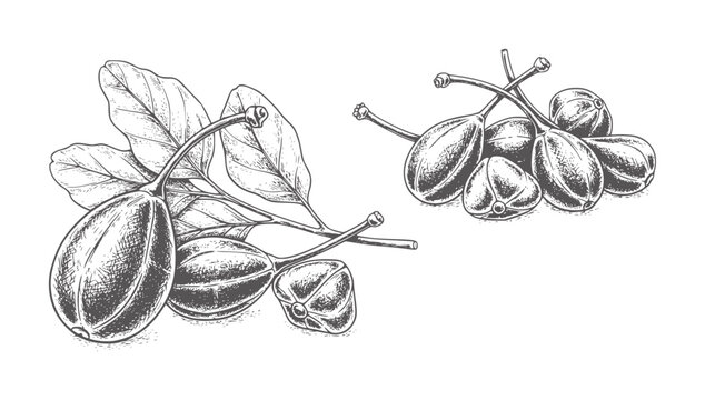 Hand drawn capers and leaves white fruit leaf branch food
