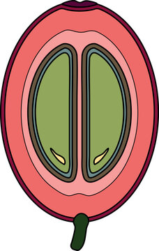 Anatomy of a Coffee Cherry (Coffea arabica) with cross section diagram showing seed layers