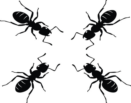 silhouette and White background ant vector 4 set vector eps 10.eps