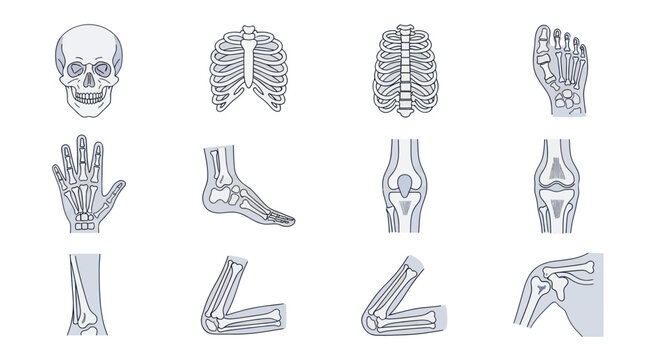 Human Skeleton Anatomy Parts - Skull, Ribs, Hand, Foot, Knee, Elbow, Shoulder