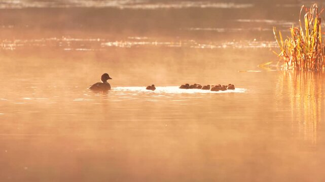 ducks in the lake