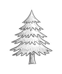 Hand drawn of a coniferous evergreen tree with textured branches handdrawn nature © Mahin
