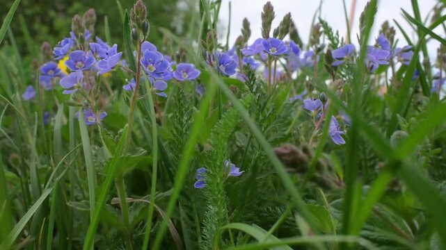 Vibrant veronica blossoms sway gently in the soft breeze of a serene meadow on a warm spring afternoon