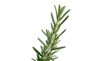 Fototapeta premium Fresh green rosemary sprig with needle-like leaves, isolated on transparent background