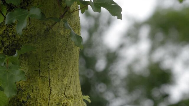 Ant Climbing Up Tree Trunk Macro &ndash; 4K Slow Motion, Busy Insect on Bark with Moss, Linz