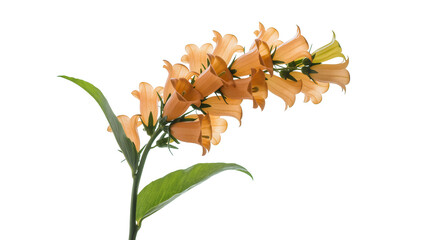 Peach foxglove flower stalk with green leaves, isolated on transparent background © Marta
