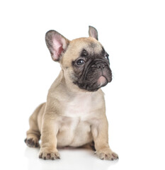Obraz premium Cute French bulldog puppy siting and looking at camera. isolated on white background