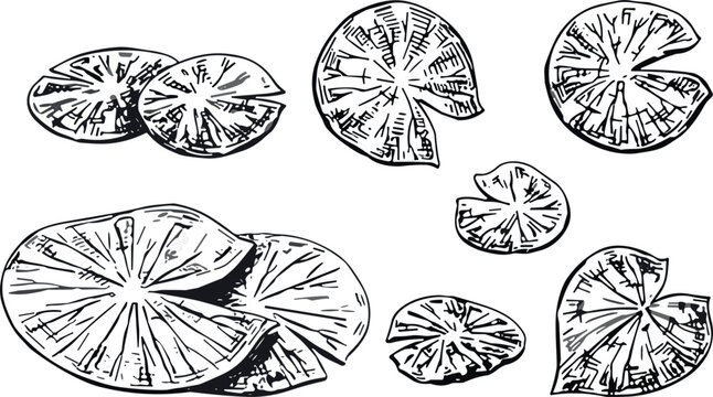 Hand-Drawn Style Vector Illustration of Lily Pads in Various Sizes and Shapes for Botanical, Pond, and Nature Design Projects