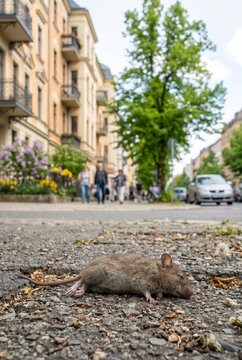 Hantavirus and rodent activity observed in urban area with a dead rat on the street