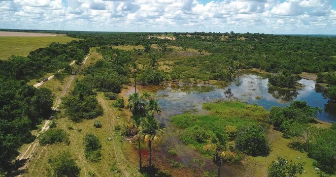 Seasonal freshwater lagoon surrounded by buriti palms, wet grassland and cerrado vegetation near Arinos, Minas Gerais, Brazil inside the Urucuia River basin. Drone diagonal forward flyover shot.