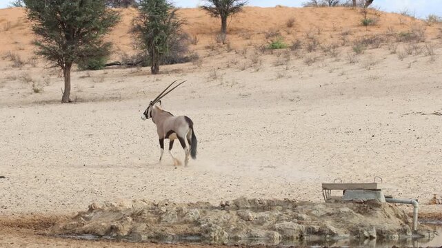 Wide shot of two gemsbok oryx antelopes drinking at a waterhole before getting a fright and start running, Kgalagadi Transfrontier Park.