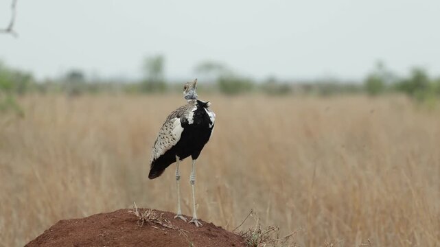 Wide shot of a black-bellied bustard standing on a termite mound calling, Kruger National Park.