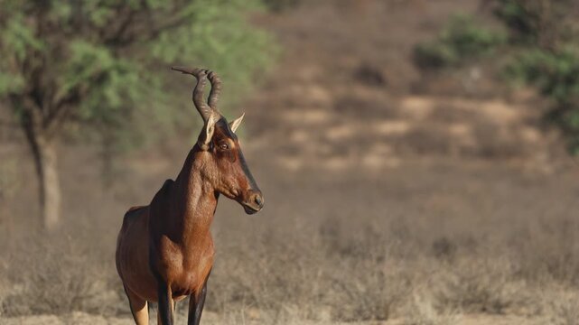 Medium shot of a red hartebeest antelope standing and looking to the side, Kgalagadi Transfrontier Park.