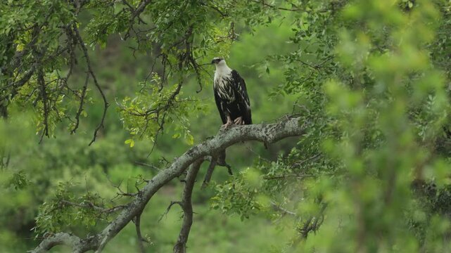 A juvenile African fish-eagle perching on a branch surrounded by green leaves, Kruger National Park.