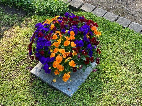 Einpflanzung mit vielen bunten Blumen in der Natur