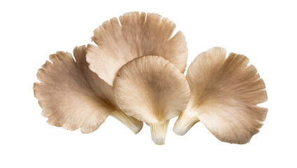 Cluster of beige oyster mushrooms with delicate gills, isolated on transparent background © Marta