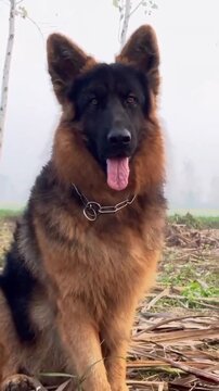 Majestic long haired german shepherd dog sitting calmly in a misty field while looking directly at the camera lens