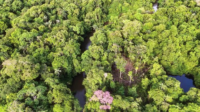 Cinematic Drone Footage of Leticia and Arara in the Amazon Rainforest &ndash; Colombia&rsquo;s Gateway to the Jungle and River Life