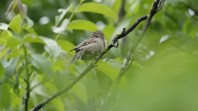 House Sparrow Rubbing Beak on Branch &ndash; 4K Slow Motion, Bird Grooming Behavior, Linz