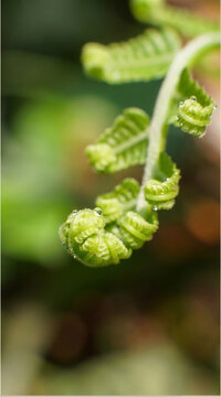 macro, close up, ferns, from the pteridophyta division, this plant is an ancient plant. The characteristic of ferns is that their young leaves always roll up or circle.