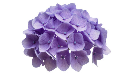 Lush purple hydrangea flower cluster, isolated on transparent background © Claudia