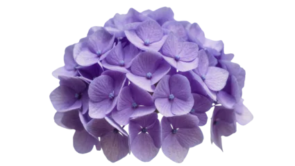 Fotobehang Hortensia Lush purple hydrangea flower cluster, isolated on transparent background  © Claudia