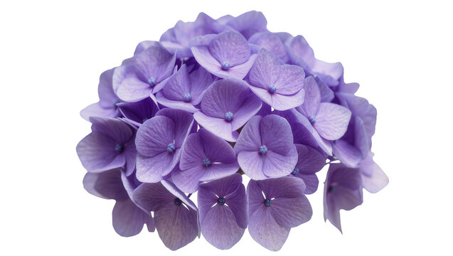 Lush purple hydrangea flower cluster, isolated on transparent background