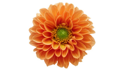 Vibrant orange dahlia flower with green center, isolated on transparent background © Claudia