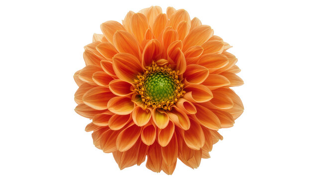Vibrant orange dahlia flower with green center, isolated on transparent background