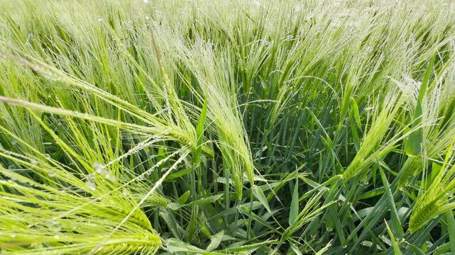 Glistening dew drops rest on young green barley ears in a peaceful field. This fresh morning scene feels hopeful and serene. The soft light brings a sense of calm to the growing crop.