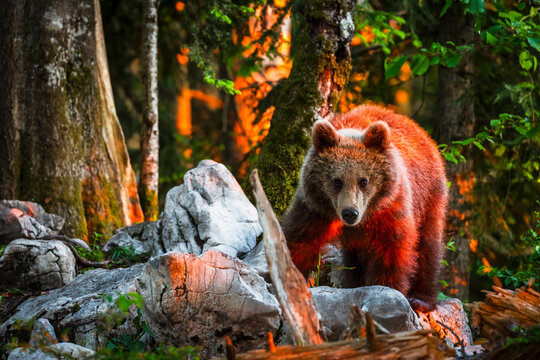 Brown bear standing on rocks in a dense forest during sunset, highlighting nature adventure and wild tourism, Trentino, Friuli Venezia Giulia, Italy.